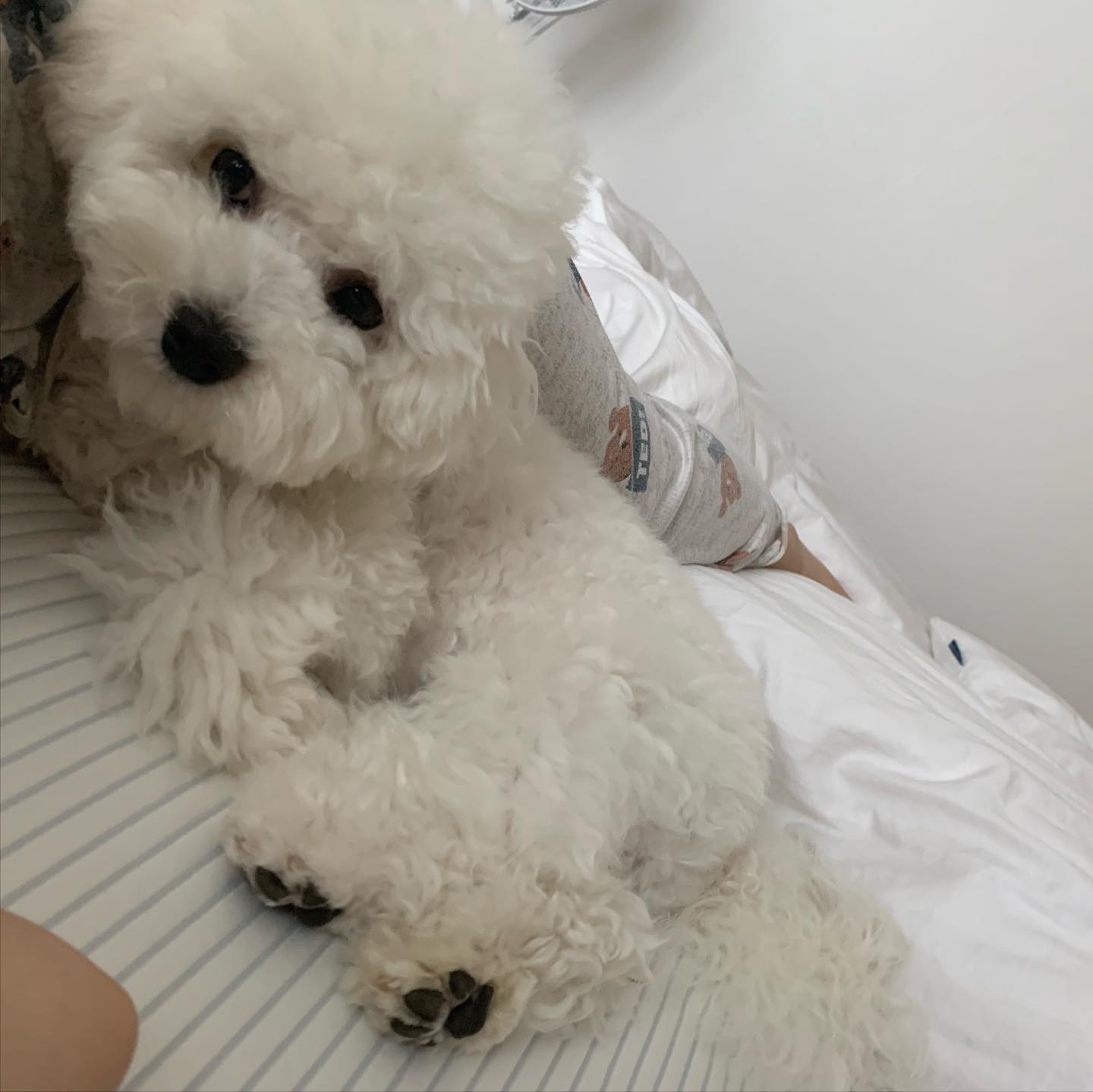 설탕이 쿨쿨zZzZ 자는 하루
여름아 빨리 가 우리 강아지 산책해야향 ㅜ
귀여운 내강아지👼
 

#강아지일상 #내코딱지설탕이 #꼬불과꼬질사이