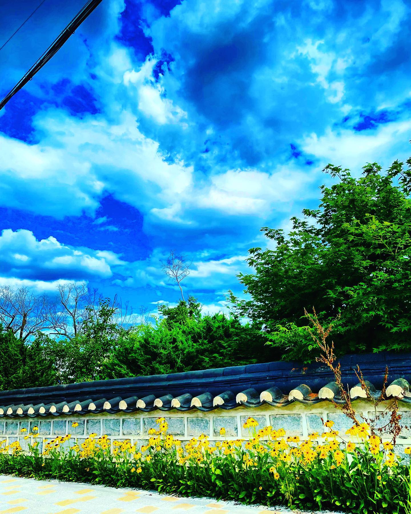 기분 좋은 구름 ☁️ 
드라이브 출사 

#여행 #사진 #드라이브 #photo #구름 #하늘 #꽃 #스냅사진 #사진스타그램 #아이폰12미니