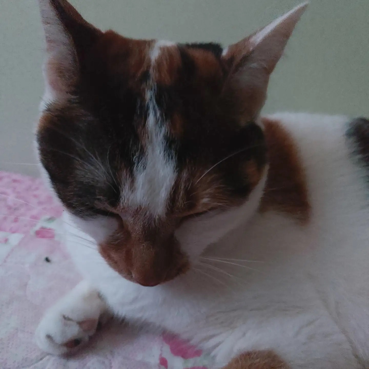 #입원중😷 #양아보고싶어😿 #빨리나아서갈께😭
