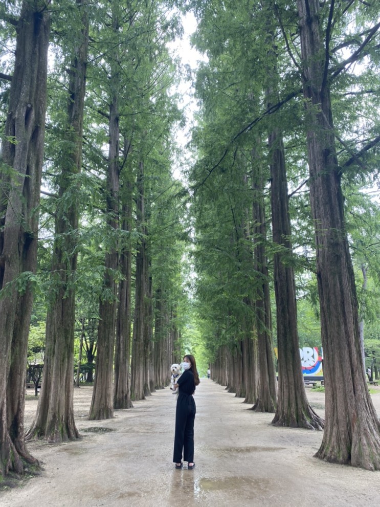 [강아지랑가평여행] 남이섬 애견동반 코스 | 고목 식당, 애견운동장🏝