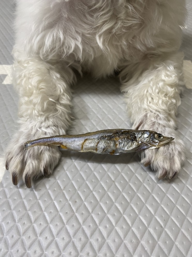 생열빙어로 강아지 열빙어수제간식 만들기🐟 | 건조시간, 급여법