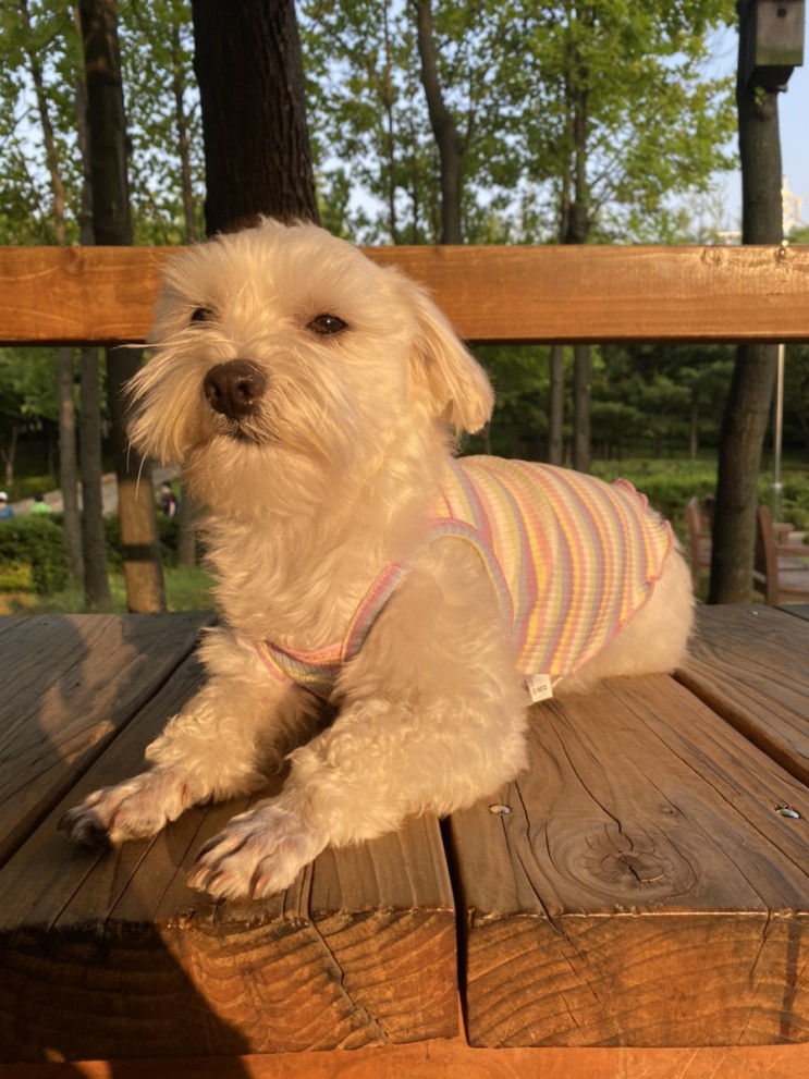 펫뭉 강아지나시로 올해 강아지여름옷 걱정은 끝 | 감성 파스텔 나시옷🌈