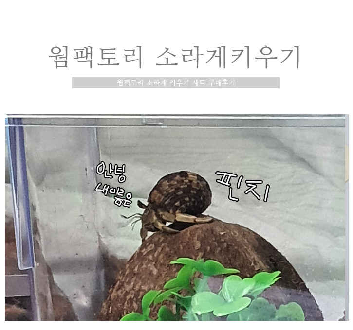 소라게 키우기 웜팩토리 세트 구매후기 특대형