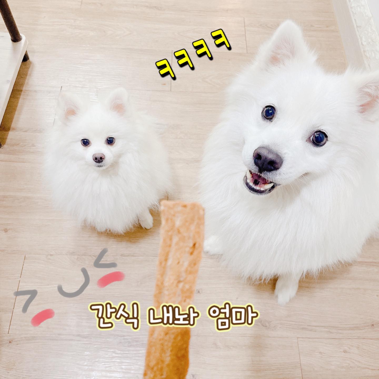 저질 같은 초점 ... 
간식 내놓으라고 앞에서 서 있는 두마리 식히들 고양이는지도 달라고 ㅋㅋㅋ 옆에서 야옹야옹 .... ㅋㅋ 연어라서 짤아서 줬더니 냥이들은 못먹 ㅋㅋㅋㅋㅋ 결국 조금 짤라서 주니 먹을수 있 ㅋㅋㅋㅋ 왜자꾸 개간식을 뺏어먹는지ㅜㅋㅋㅋㅋㅋㅋ 저희고양이들은 지네사료먹었다가 개사료먹었다가 아주 반복을 하네요 ㅋㅋ10년 9년 키운 아가들은 나이가 들수록 코가 핑크로변하던데 너희도 이제 늙었구나 간식이나 먹어라 옛다 

참고로 이간식 좀 딱딱하더라구용 
소형견들은 오래 먹일수 있을듯 해요 

#강아지간식 #눈물샘 #강아지눈물자국 #눈물자국간식 #간식 #애견 #애묘 #강아지일상스타그램 #강아지일상 #강아지간식먹다 #강아지랑노는하루 #강아지 #퇴근후간식주기 #일상소통 #일상기록 #일상그램  #먹팔환영 #먹스타그램 #블로거