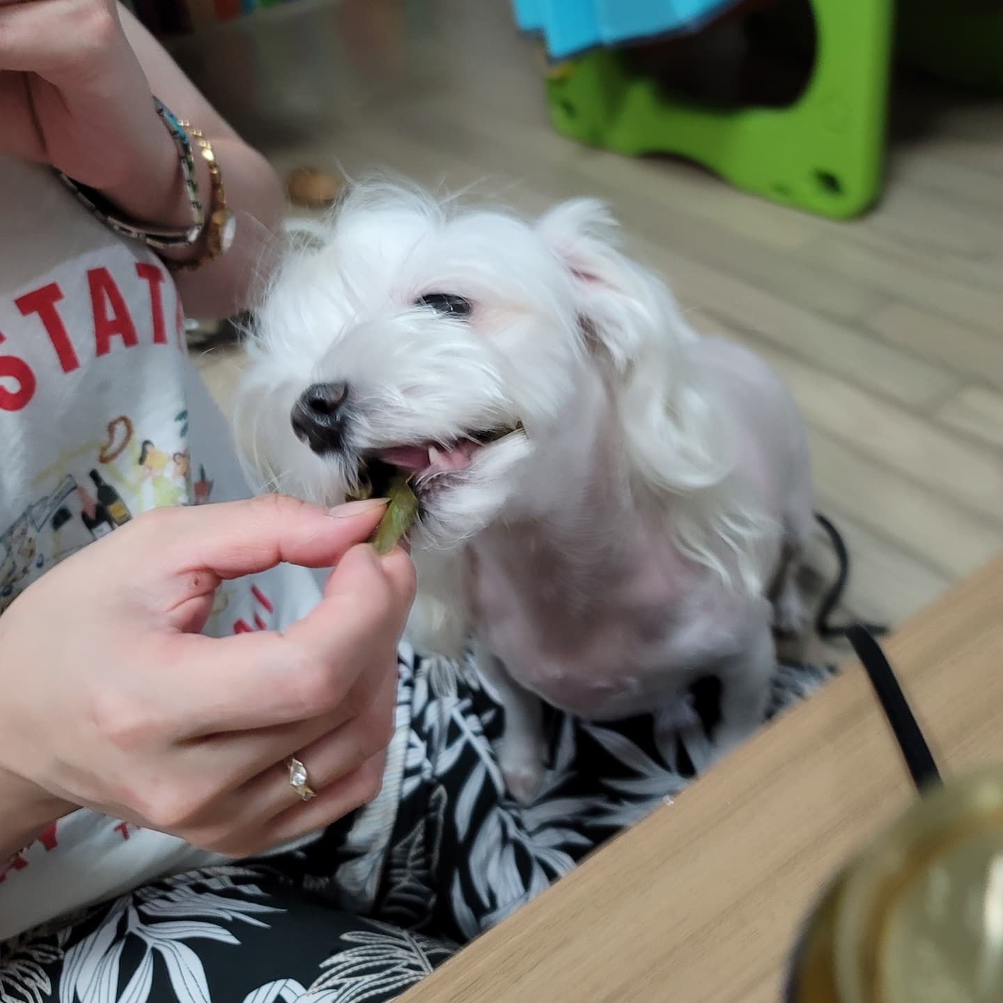 상추먹는 댕댕이ㅋㅋㅋ
삼겹살먹는데 옆에서 빈둥거렸지만 안줬더니 아쉬운듯
상추를 맛있게 먹네요ㅋㅋㅋ

#댕댕이 #상추 #상추먹는댕댕이 #상추맛집 #개풀뜯어먹는소리 #주말