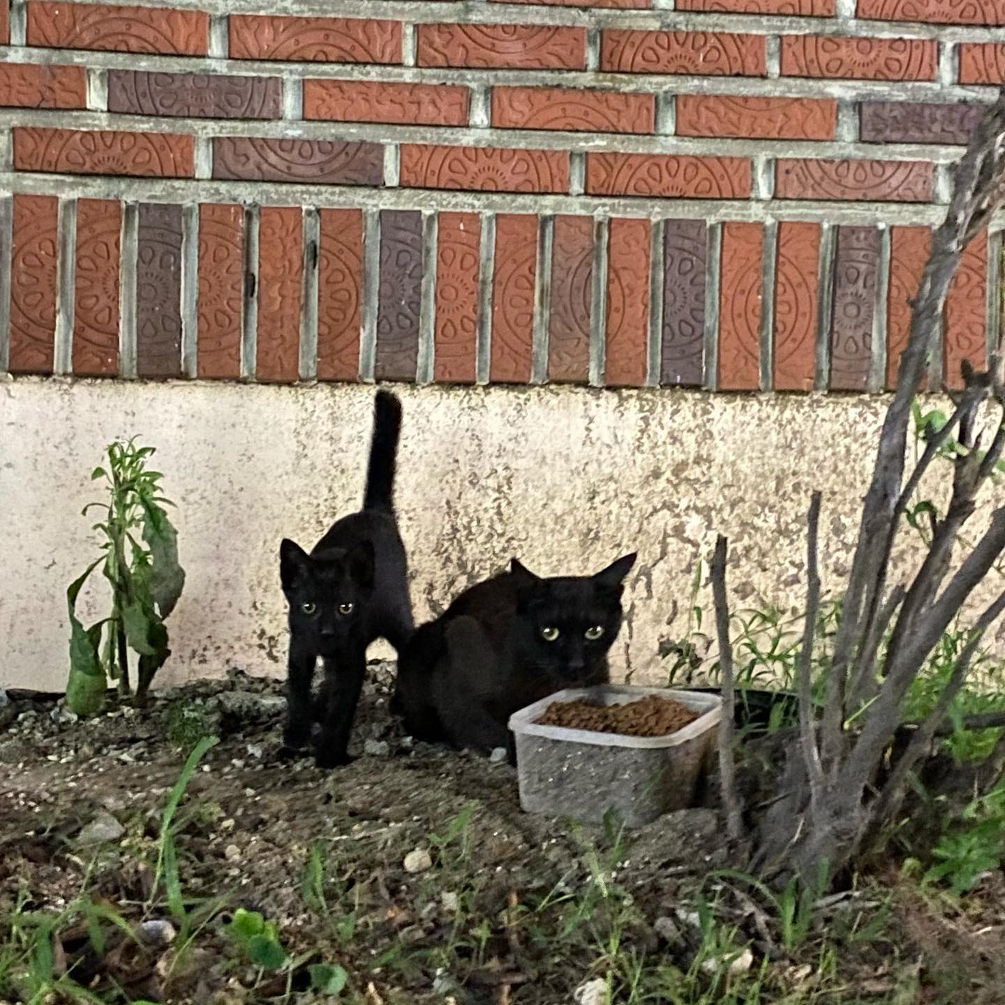 고냥이 파파라치