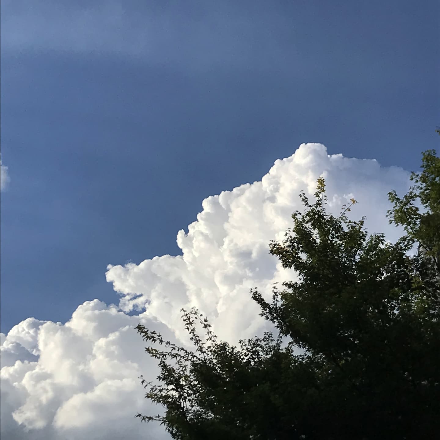 👋🏻☁🌳📸