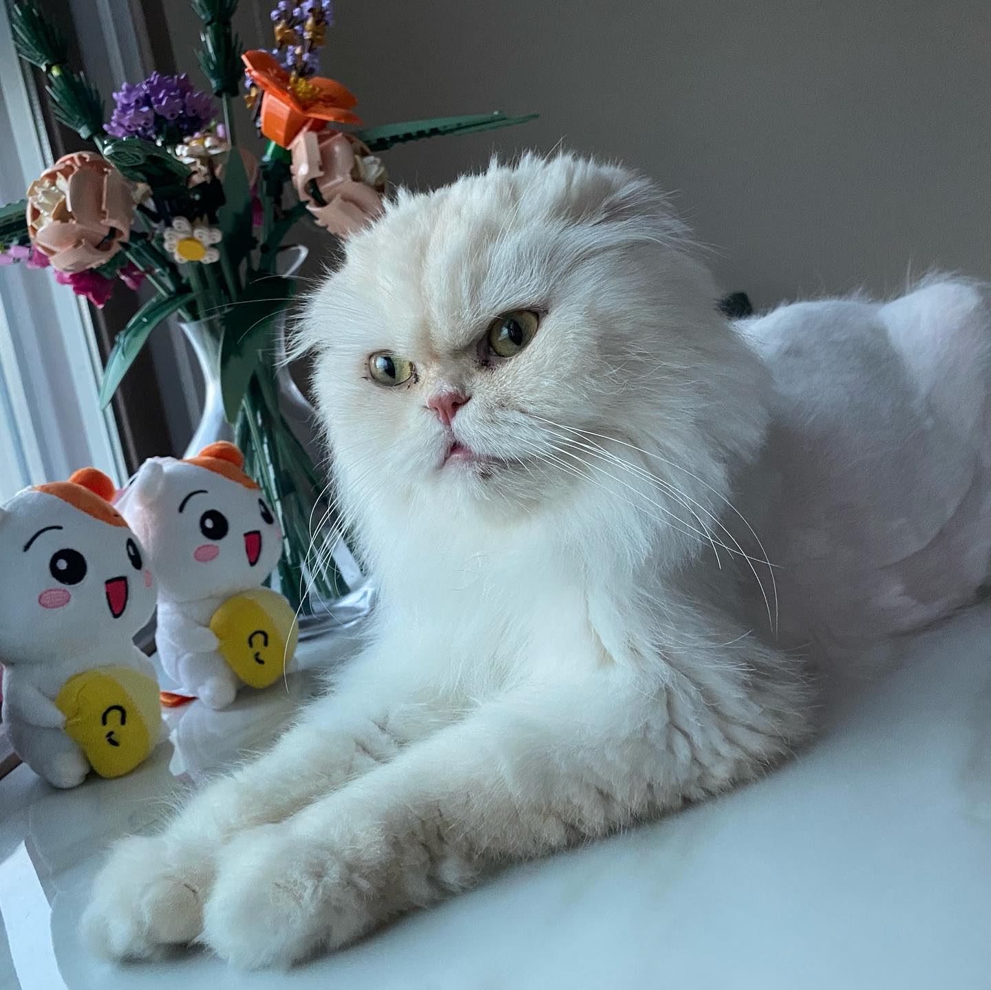 오랜만의 조조사진 올려요!!
조조는 본가랑 제 자취방이랑 왔다갔다 하고있어요
병원은 꾸준히 다니는 중이라 캐리어타고 갔다가 병원만 아니면 집 바뀌어도 무난하게 잘 적응하는데 제가 혼자 데리고있으면 출근할때 밥을 잘 안먹는지라ㅠㅠ 여름에는 집에있었네요
원래 저 자리에 다육이가 있었는데 조조때문에 재고 들어온 레고 꽃다발로 채웠어요!
