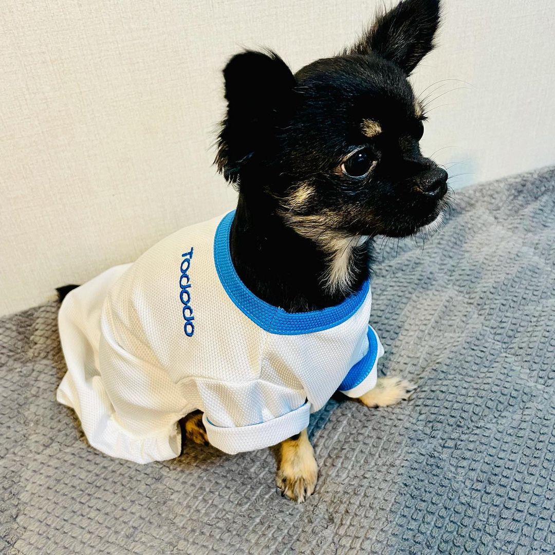 영선🦋 on Instagram: “🐶협찬제품🐶 별이가 요번엔 의류 협찬을 받게 되었어요👏👏👏👏 일단 (토로로)에서 자체제작으로 만드는 의류이기때문에 재질이나 성능이 너무 좋아서 입힐때