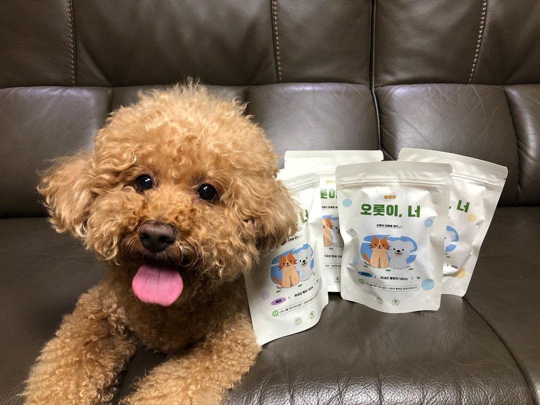 장토리야 ( ⸝⸝⸝ʚ̴̶̷̆ωʚ̴̶̷̆⸝⸝)’s Instagram profile post: “토리가 #블랑팜체험단 체험단원으로 선발되었어요 🐶🐾 블랑팜은 100% 국내산 원재료를 사용해 건강한 먹거리예요 :) 포장