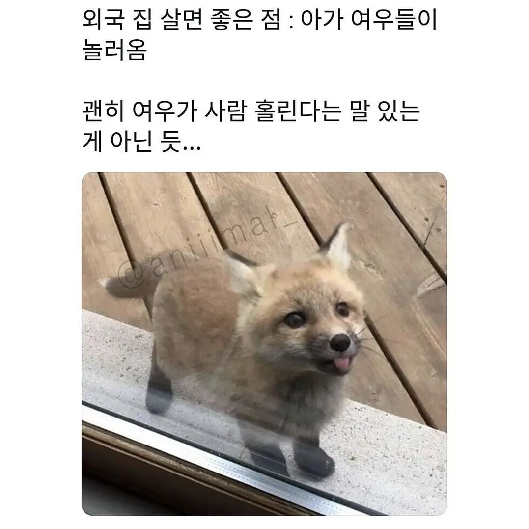 아가 여우