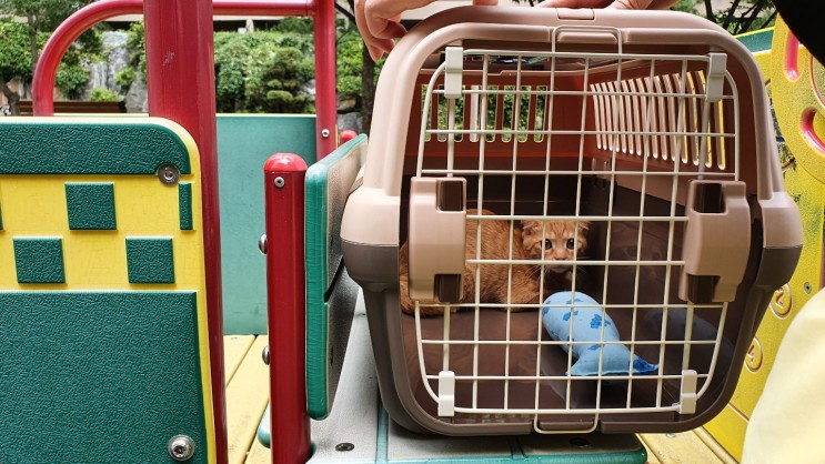 정말 실용적인 고양이 이동장 릿첼 캠핑켄넬 사용 후기