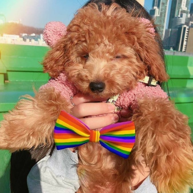 김혜임(金慧贤)🇰🇷 on Instagram: “#광고 저 또한 모든 여러분께 알리고자 제가 NOT TOY 챌린지를 참여 할 수 있게 되었습니다 NOT TOY 챌린지란 #JT친애저축은행 에서 반려동물은 장난감이 아니