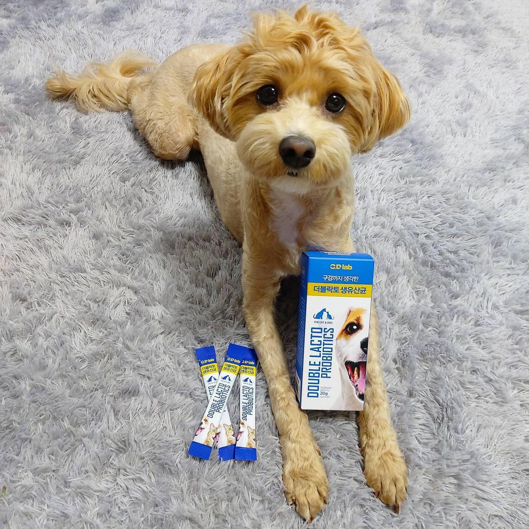 말티푸_이든૮•ﻌ•აฅ🐾 on Instagram: “💩씨디랩(C.D Lab) 펫 유산균 체험단 후기💩 - [씨디랩(C.D Lab) 더블락토 펫 유산균] 💩 장 뿐만 아니라 구강까지 생각한 2중 기능성 펫 유산균 💩 반
