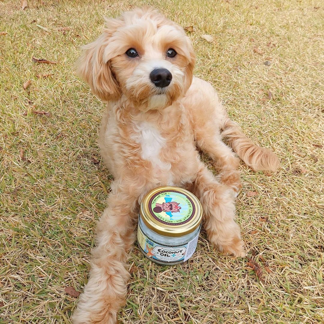 말티푸_이든૮•ﻌ•აฅ🐾 on Instagram: “#후기 #집사자연식마켓 -코코테라피 코코넛 오일🥥 - 이든이가 집사 자연식 마켓에서 🥥코코테라피 코코넛 오일🥥을 받았어요!!코코넛 오일은