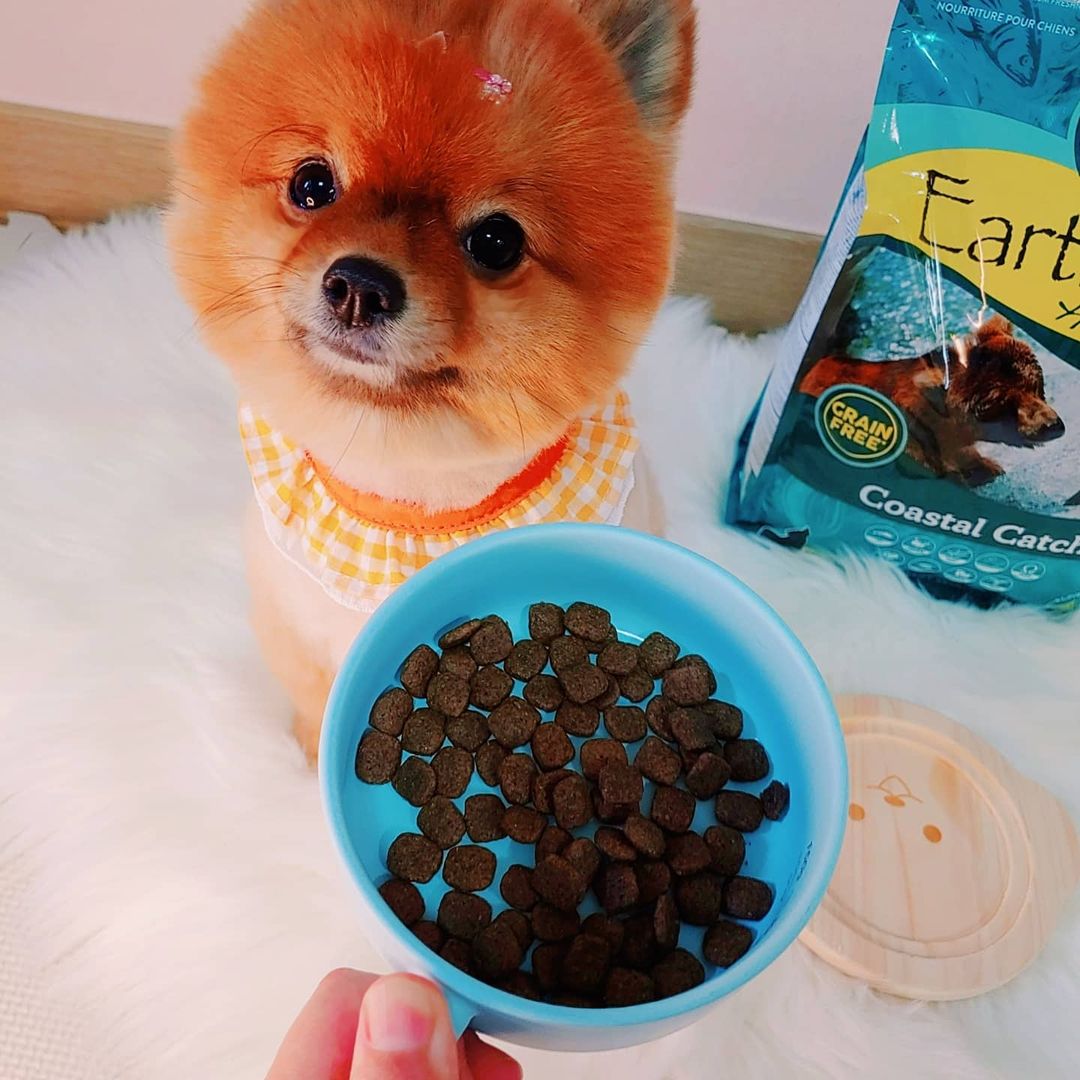 몽솜이네🌺🐻🐰🐹🌺’s Instagram profile post: “#협찬 @earthborn_holistic.korea 💚어스본 홀리스틱 코스탈 캐치 그레인 프리 사료💚 이번에 🐻몽이❤가 먹어본 사료는 💚어스본 홀리스틱 코스