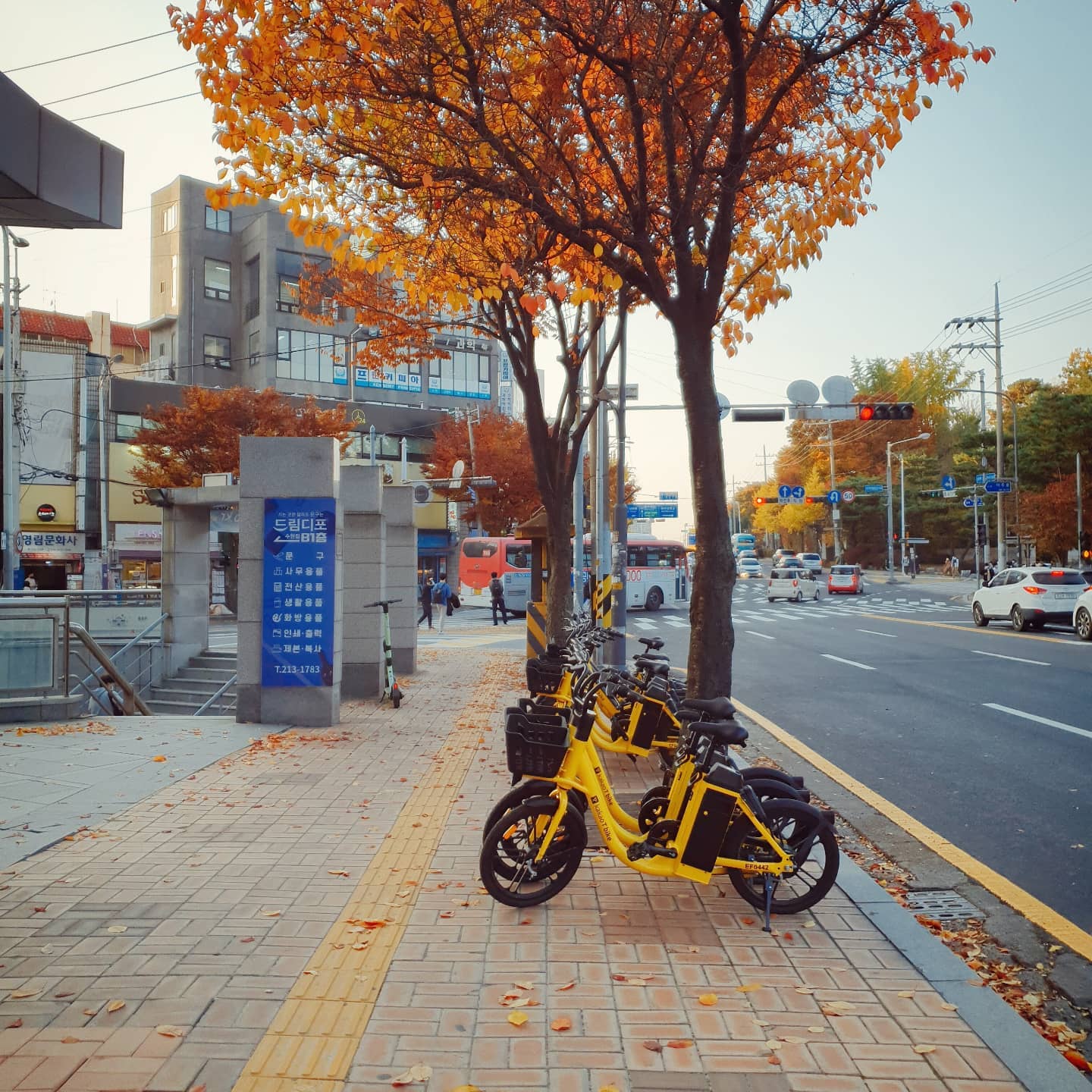 노란 자전거와 노란 잎
