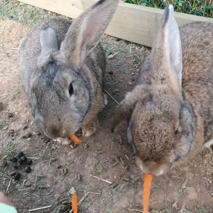 #토끼랑양이랑 

귀염둥이 토끼에게 먹이도 주고
복실복실 쓰다듬어주고 ㅎㅎ
양도 처음애는 무서워 하다
귀엽다며 ㅋㅋㅋㅋ
머리는 박차기 할 수 있으니
조심해서 ㅎㅎ
엉덩이쪽 쓰담쓰담

동물들이랑 친해지기😍

#울산양떼목장 
#양이랑토끼랑먹이주기체험