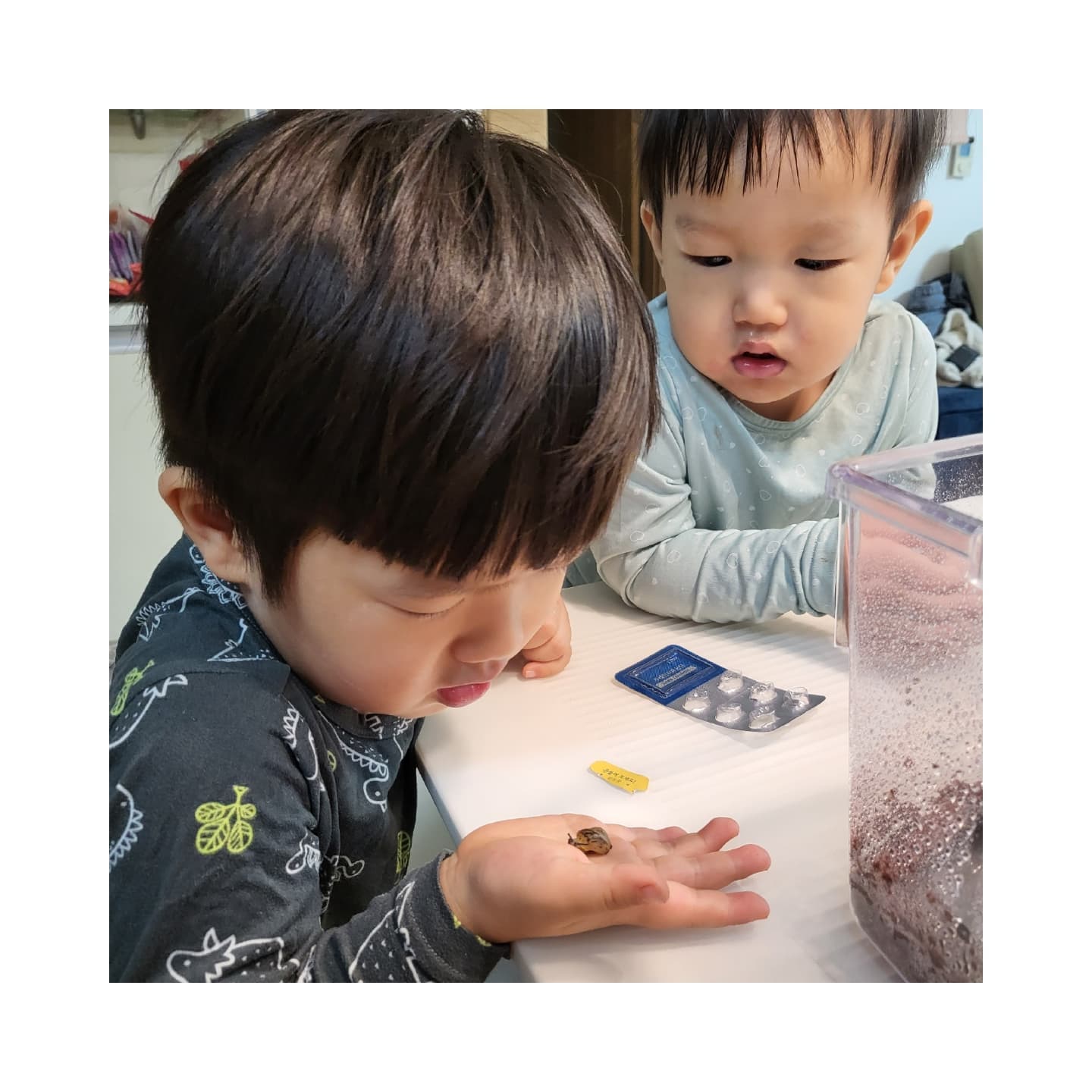 우리 집 새로운 가족, 핑핑이를 소개합니다 🎉
.
.
엄마도 못 올려놓는 달팽이 손에 턱턱 올려놓고 아주 용감해
잠자기 전에도 아빠랑 구경 못 참즤~!