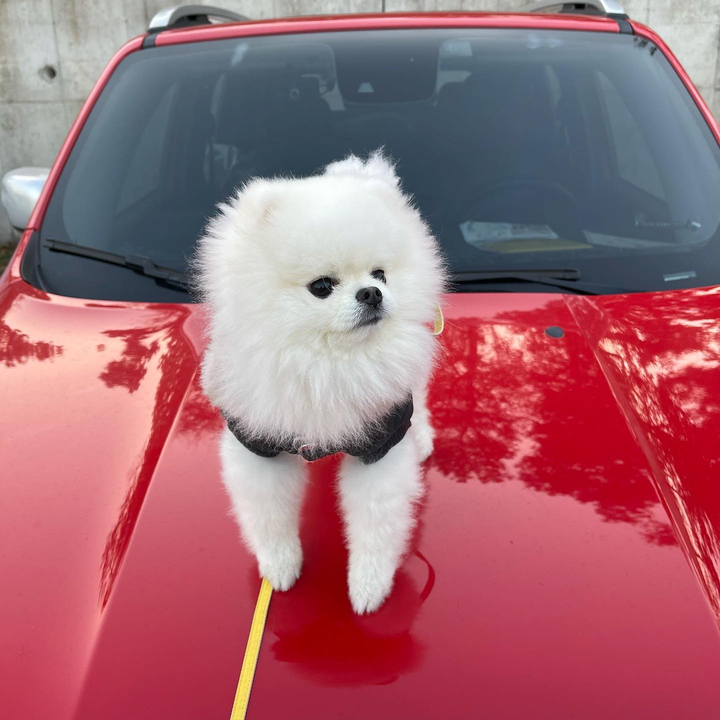 🚘오빠 차 뽑았다🚘
부릉부릉 우유나가신다 길을비켜라
.
#강화도여행#우유스타그램#포메#포메라니안#댕스타그램 #멍멍이#일상#daily