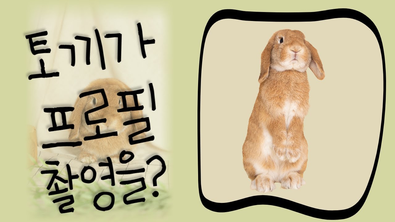 토끼가 프로필 촬영을? (영상 마지막 심장 부여잡기!)