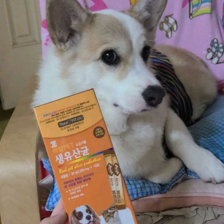 가성비 홈쿡 힐링이 푸드🍽 on Instagram: “미남이의 장 힐링타임 🐶 -누나도 못먹는 유산균을 협찬받아 먹어본 미남이 먹방 잘하네..... 강아지 유산균 제품은 첨인데 아이들이 잘먹는것 같