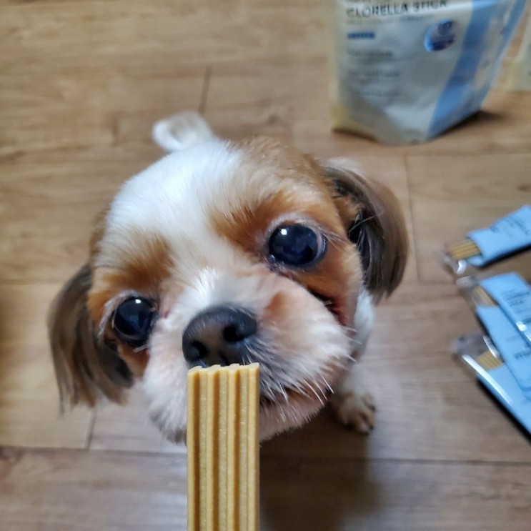 콩순이도하레도❤ 꼬뜨 VET 치카껌 클로렐라스틱