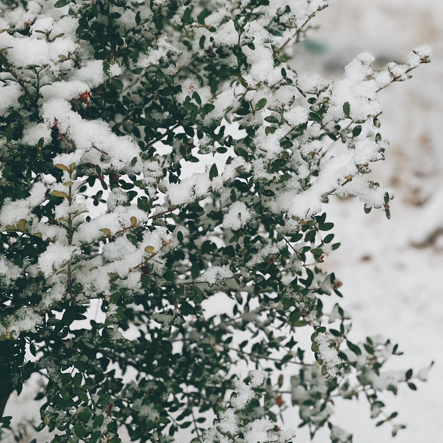 🎄❄️

#winter #snow #shotoniphone #iphonography #iphone13pro