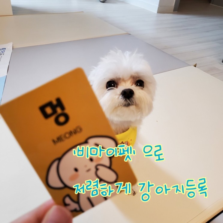 '비마이펫'에서 저렴하게 국가 강아지등록하고 등록증까지 발급받자