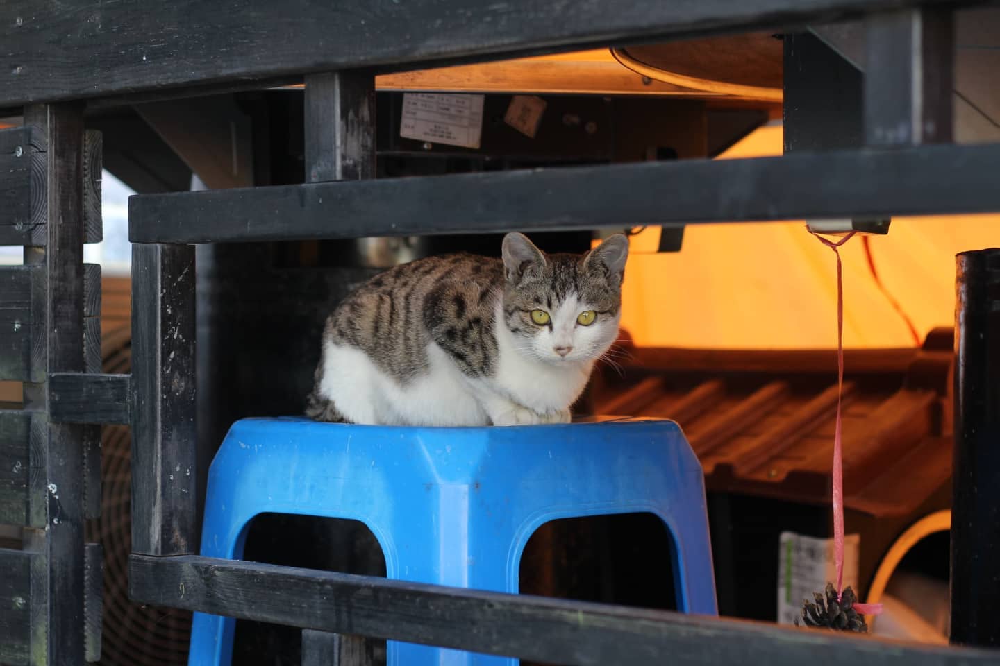 경계심 많던 아가냥이 🐈

카메라 : 캐논 eos 100d + 캐논 50mm 1.8

#고양이 #길냥이 #캐논100d #인물사진