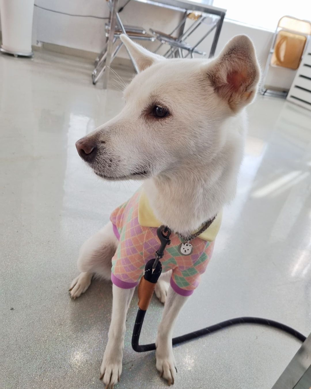  “🐕‍🦺🐕‍🦺🐕‍🦺🐕‍🦺 . 나는 왜에 쿠폰을 찍기만 하는것인가아😅;;; (집에 더 이뜸;;) 매번 산책 중에 들리다가 산책 가기 전에 들렸더니 나가자고 계속 눈빛 발사하는 #우리집개딸 날씨도 조쿠 너도 예쁘공. 이번에 새로 장만한 체크옷 너모 잘 어울린다…”