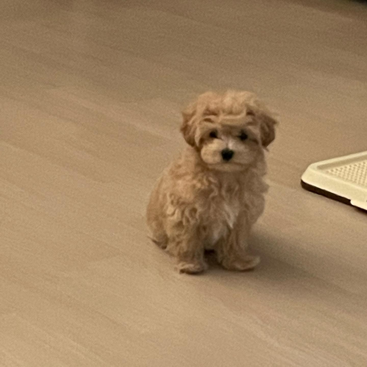 항상 이렇게 보구있음
엄마짝사랑중인 코코🧸🤎
#오랜만에인스타
#막내아들
#코코인형