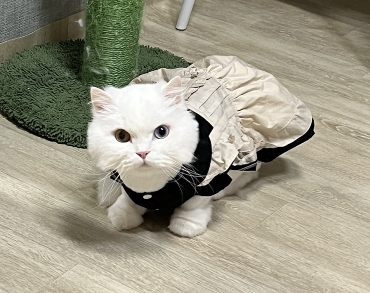 [고양이모래탈취파우더추천] 고로롱 모래 탈취파우더