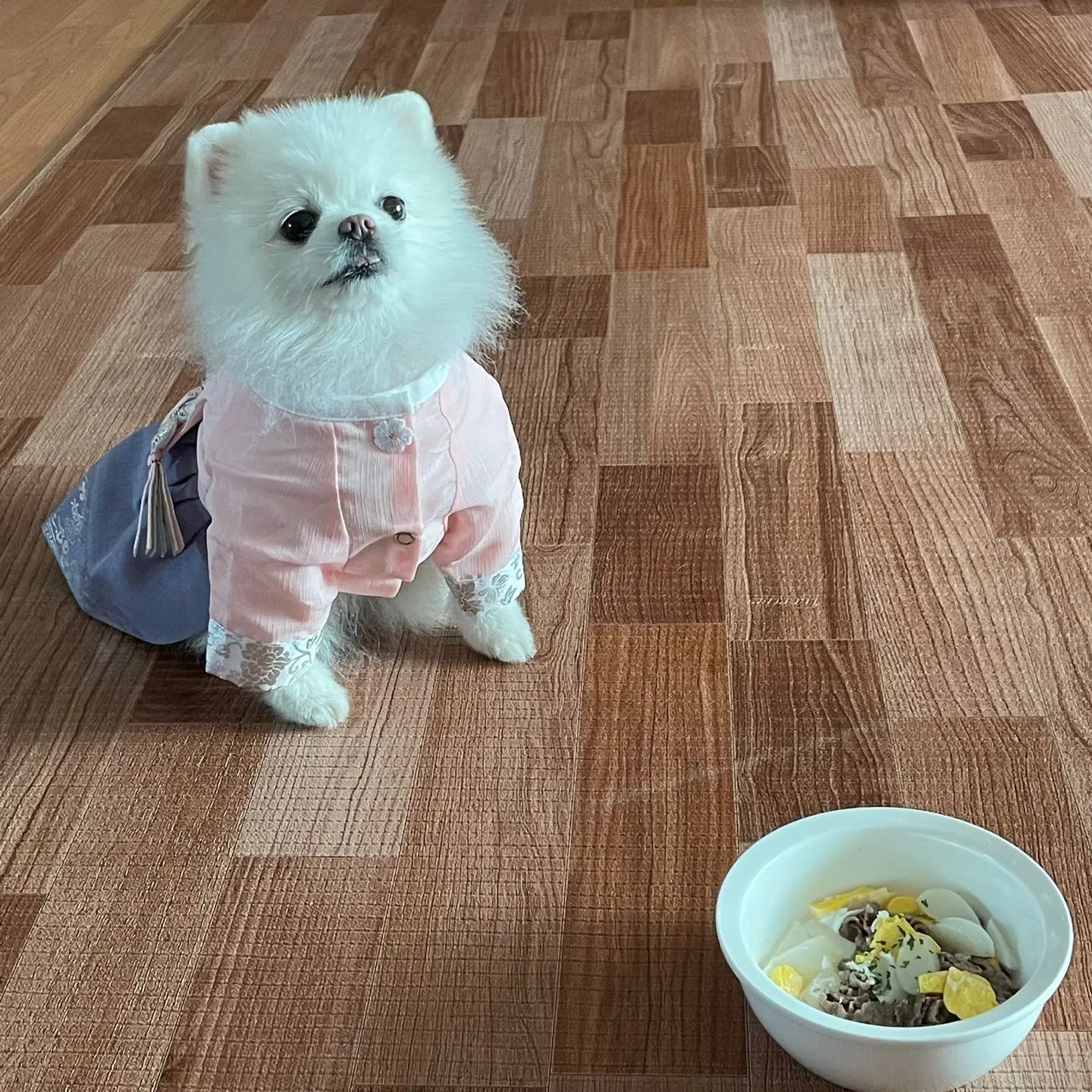 모두들 새해 복 많이 받으세요멍🐶💕
솜이는 떡국도 한 그릇 먹고 🍲
세배해서 세뱃돈도 받고 ✉
나른하게 누워서 코야중 🐶💤