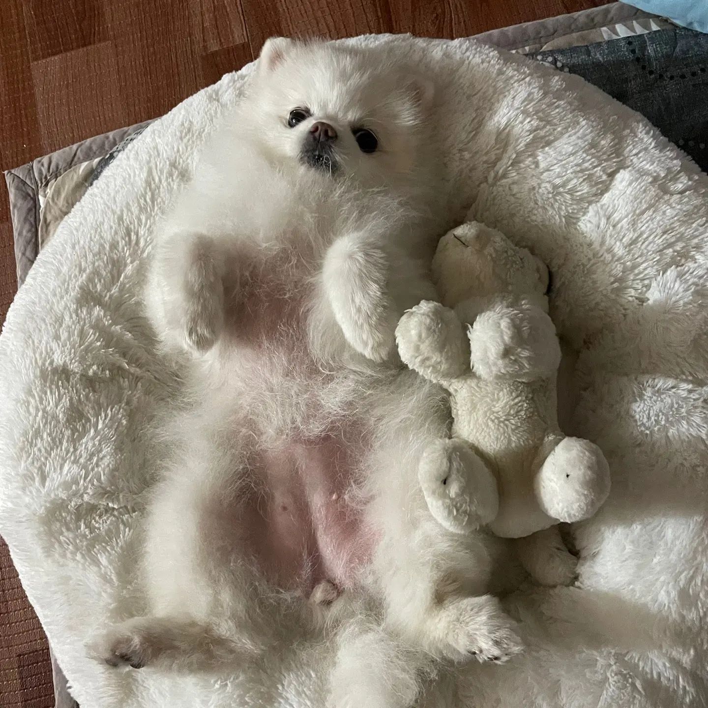 누가 인형이개?🐶💗