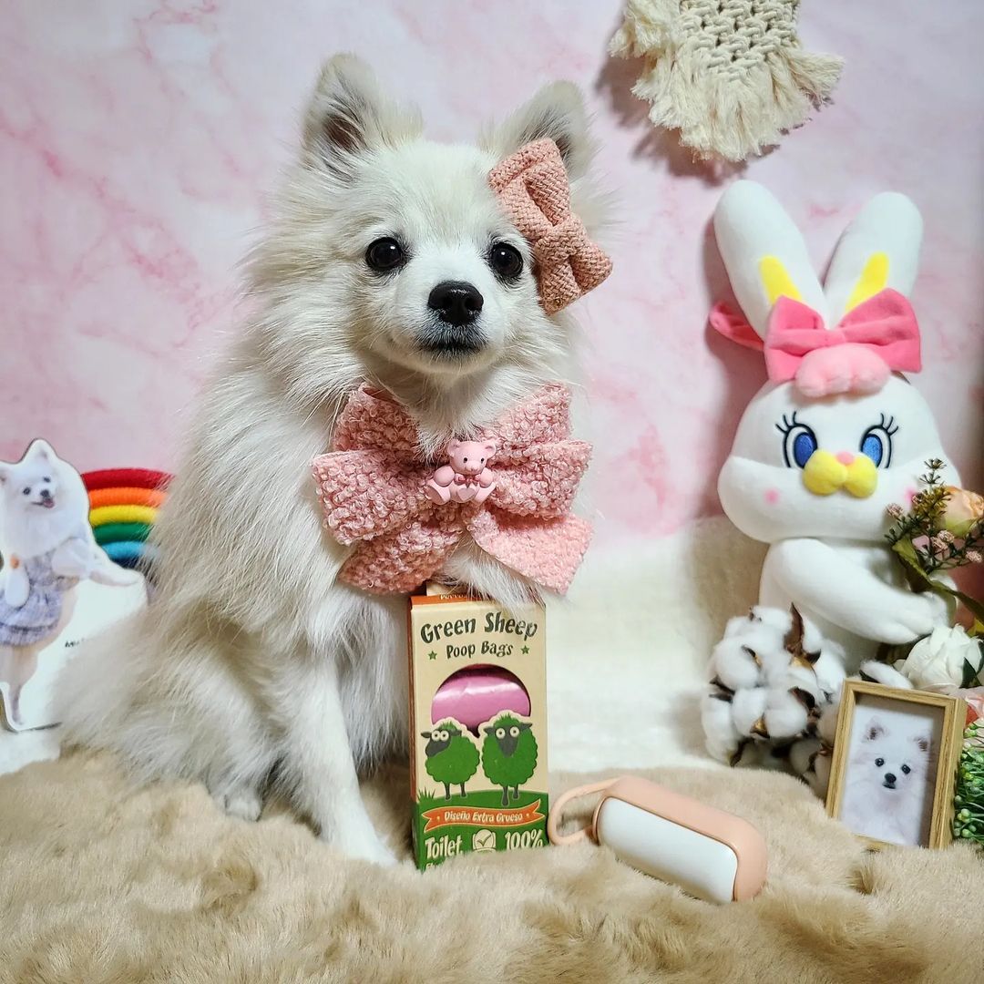 찐빵🐶 견플루언서’s Instagram profile post: “#협찬 . 칭구들 빵하💕 매일매일하는 산책‼️ 산책시 꼭 필요한 #똥츄 우리 아가들 산책하고 응가하면 뒷처리하고 응가비닐 데롱데롱 계속 들