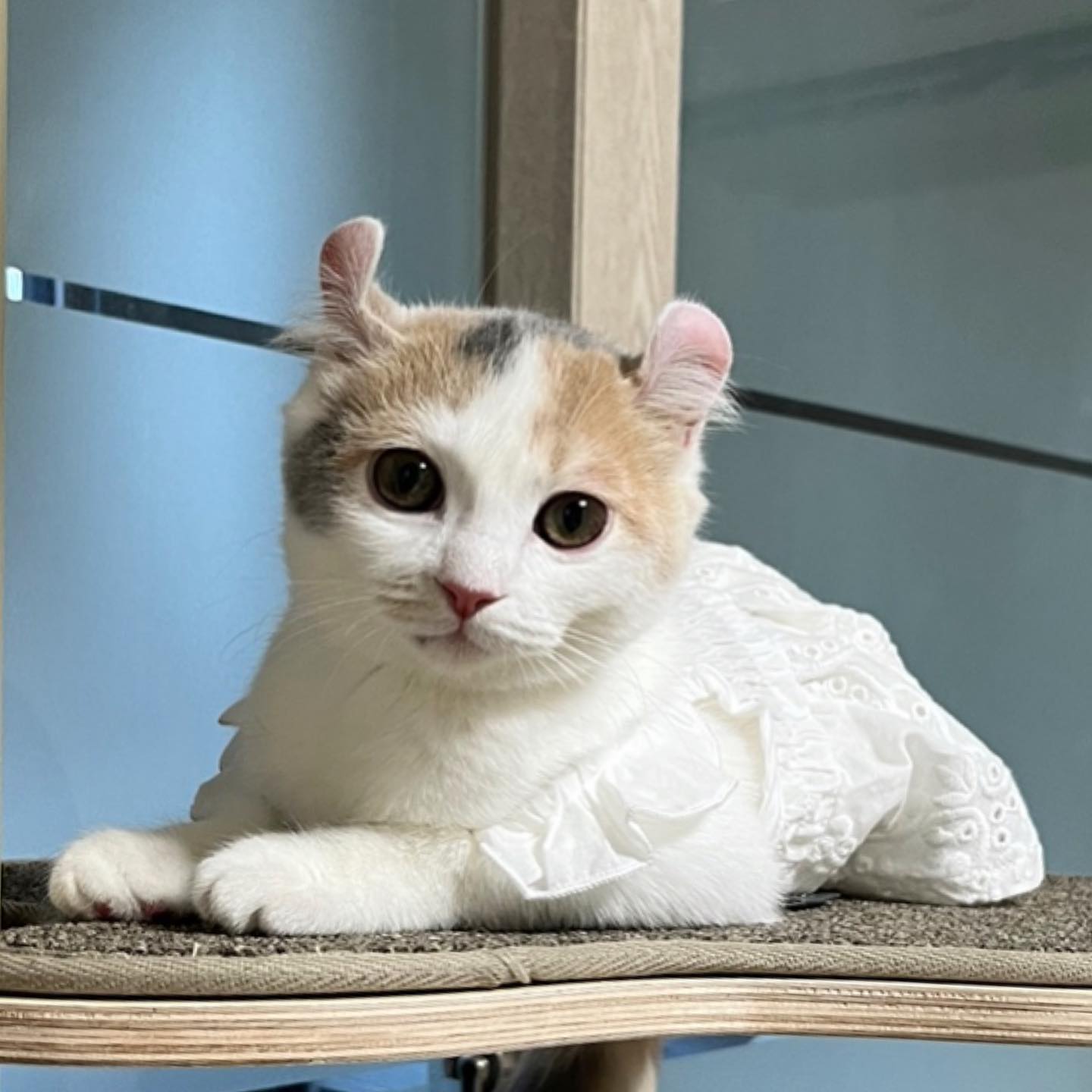 💛 오늘은 집사가 기분 젤루다가 좋은 날 💛
먼지네 선물도 오구 남집사가 사준 캣폴도 와서 조립해주구 복도 많아오옹💛😭💛
 투명해먹 실패할가바 조마조마 했는데 먹는것도 다 잘먹어주는 포뇨가 또 효도하네요!!💛 코코낸내 해 애깅💛☺️