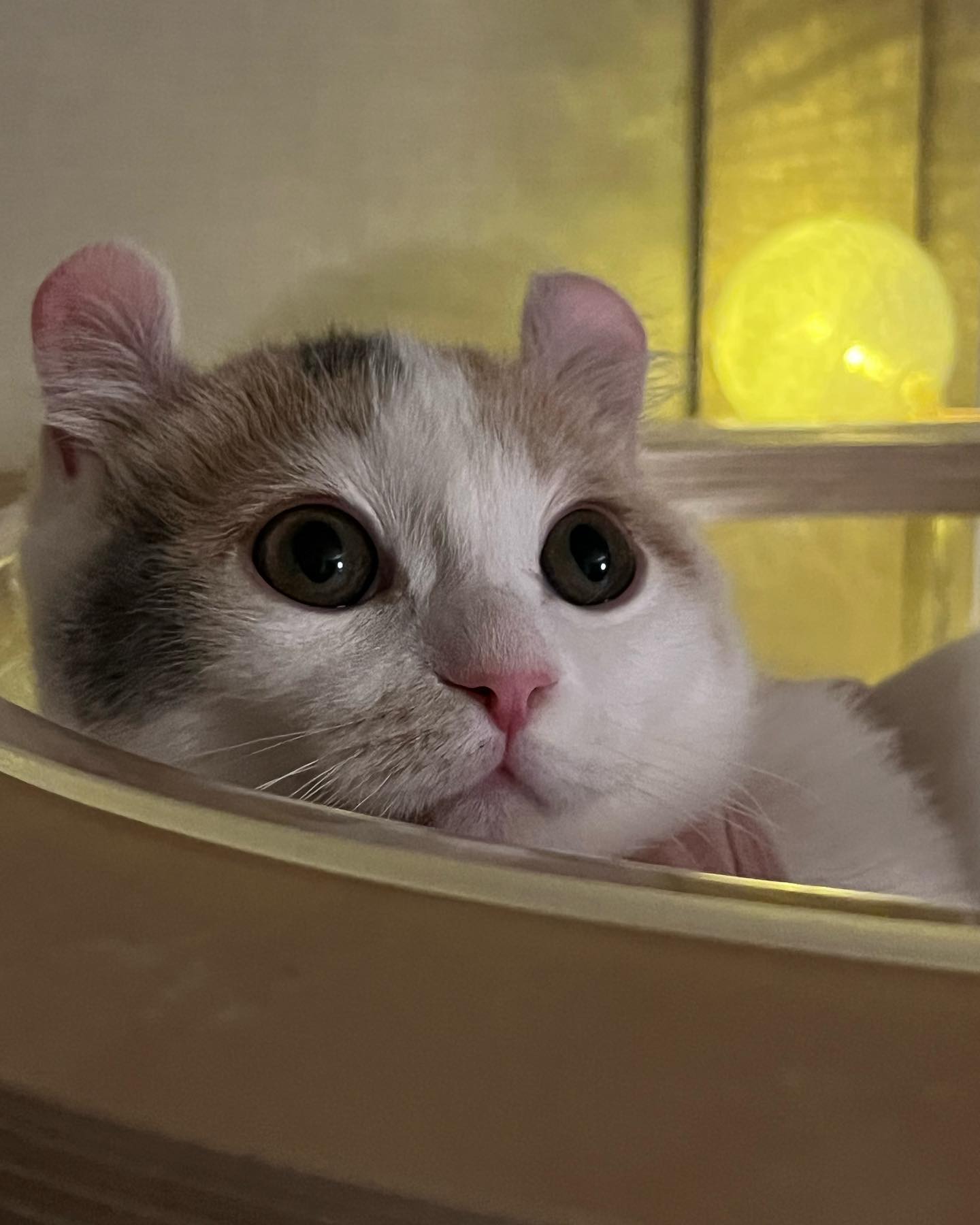 볼살 통통 포뇨 💓