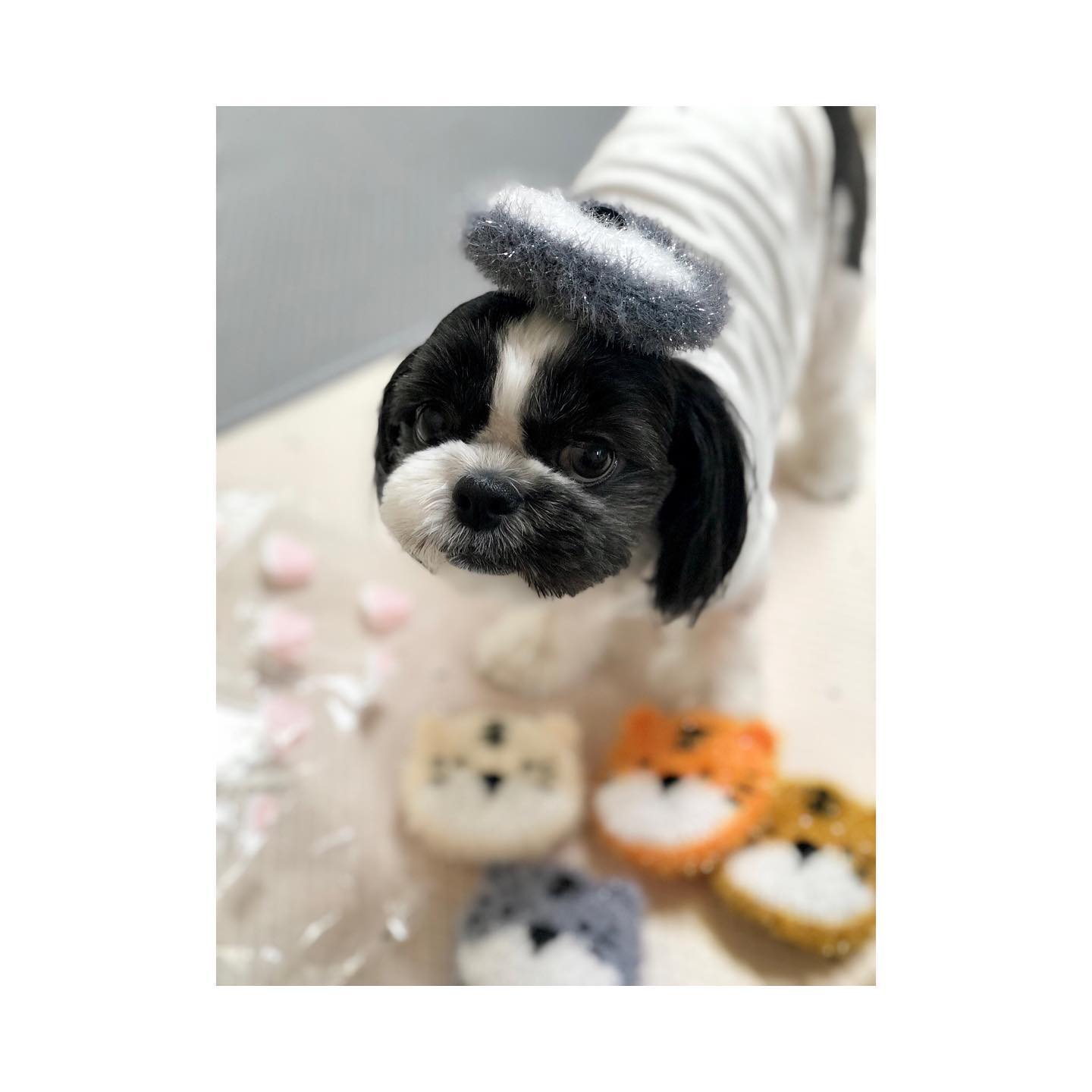 수세미를 선물 받았어요🎁
재빠른 레오의 픽은~~ 두구두구😙
.
.
.
.
.
.
.
.
.
.
.
.
.
.
.
.
.
.
.
.
.
.
.
.
.
.
.
.
.
.

🐾
#헝그리레오 #강아지 #개린이 #댕댕이 #좋아요반사 #시츄 #블랙시츄 #멍스타그램 #수세미 #일상 #강아지모델 #강아지맞팔 #선팔하면맞팔 #hungryreo #puppy #dog #pet #puppylove #doggylife #followforfollowback #likeforlikes #instapuppy #pup #dogstagram #shihtzu #blackshihtzu #daily #강아지일상 #강아지그램
🐾