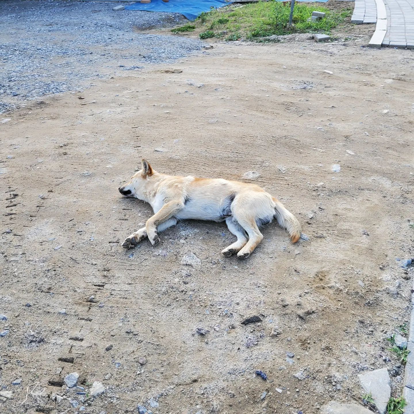 콘텐츠