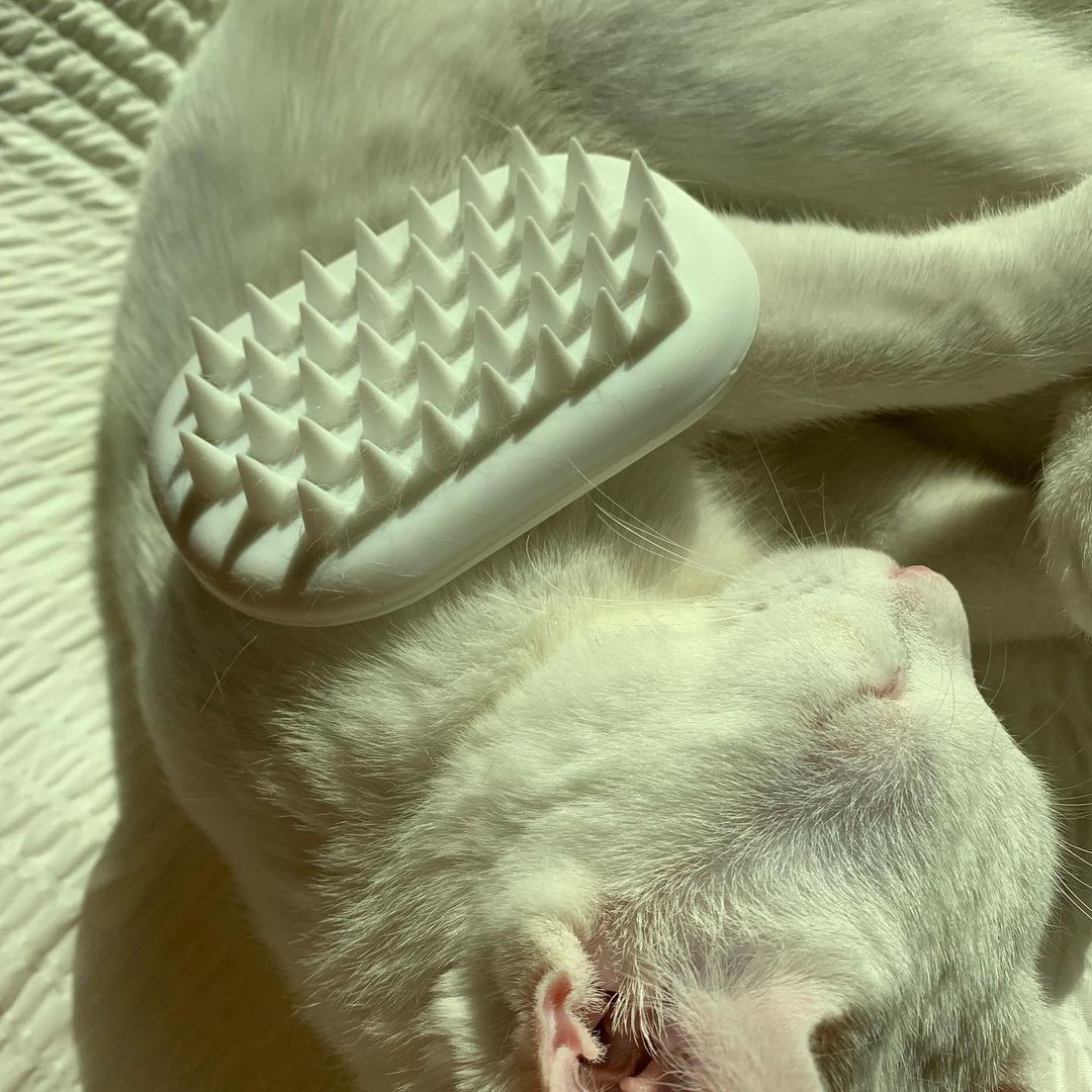 똘 망 on Instagram: “#제품제공 #체험단 #똘망리뷰 🐾디클 펫트리 그루밍 마사지 브러쉬🐾 우리 똘망이는 빗질을 정말 싫어했어요😂 이것저것 시도하고 유일하게 맞는 빗은 집사가 별로였