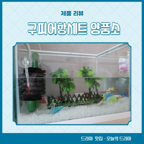 구피어항세트 물고기키우기 쉬운 양품소 미니어항