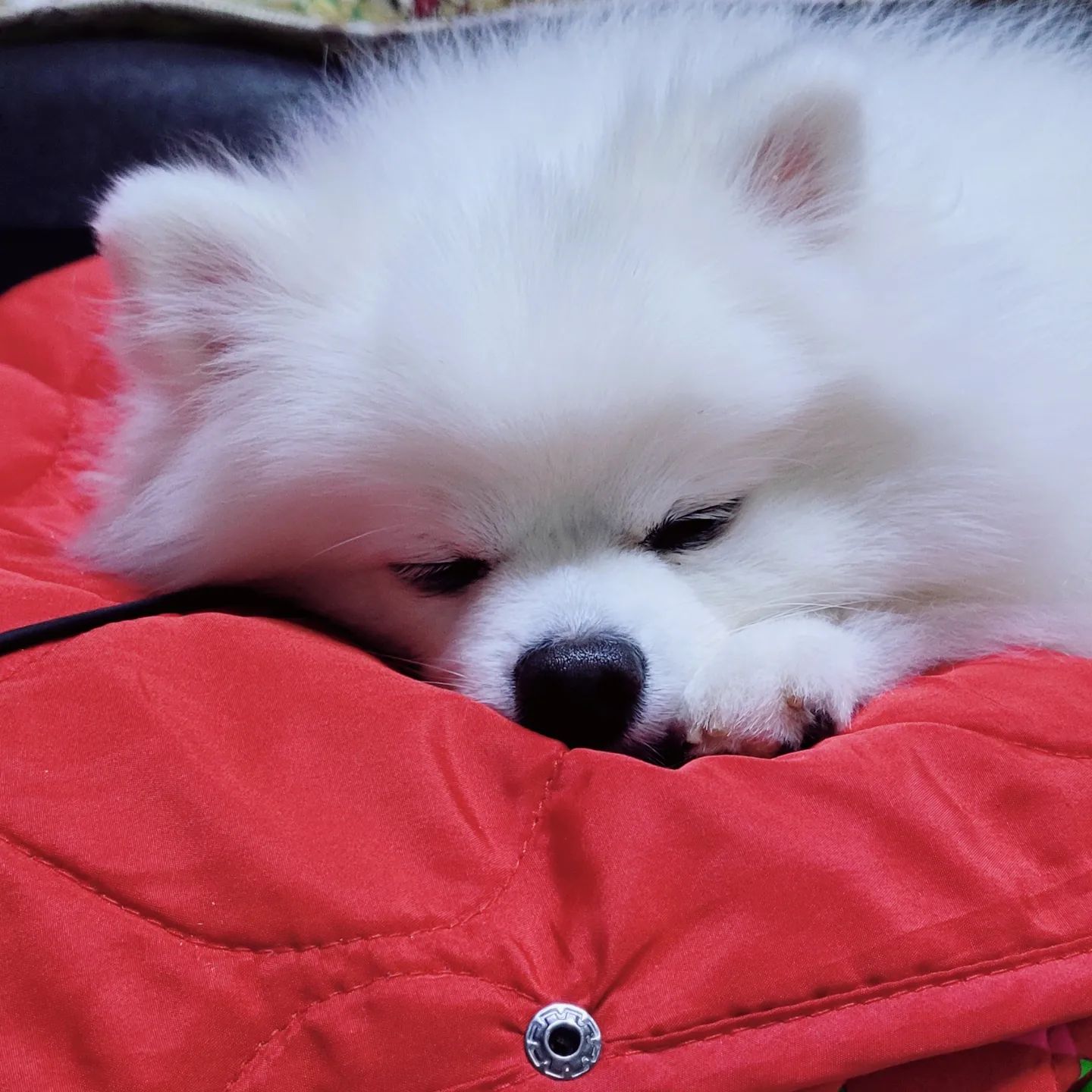 우리 뚱이 귀여운거 
 세상 사람들이 다 알게 해주새오 엉엉 ㅠㅠ
 넘모 귀엽다 내새꾸❤
 사진 자주 찍어주기🤙