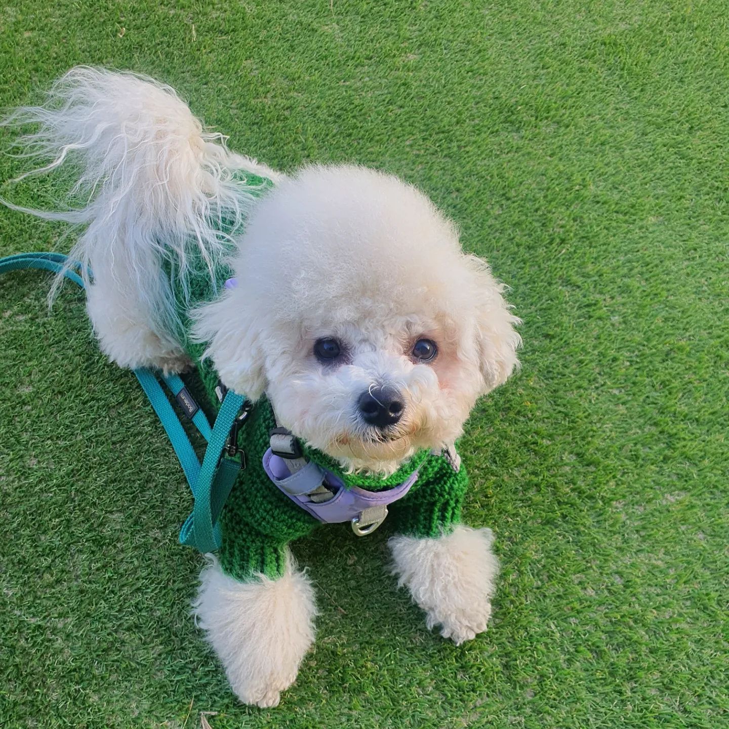 오늘은 엄마 아빠 언냐 다 같이 나가서 더 신나는 산책이어써🥰 언냐가 뜨개질로 만들어준 두 번째 옷인데 이건 넘 맘에 들어😆😆
칭구들도 오늘 산책 잘 해쏘??❤