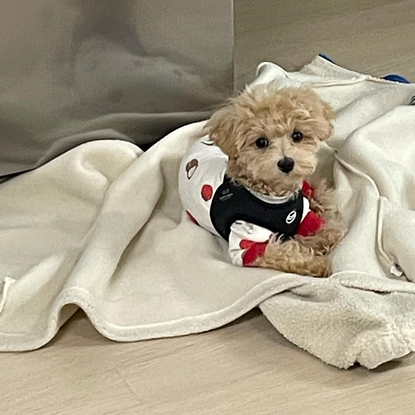 뉘집갠지 진짜귀엽네🤦🏻‍♀️
#내강아지
#코코
#막내아들