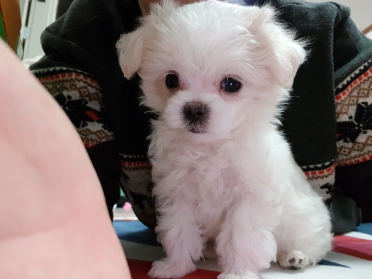 오리지7 사료 후기