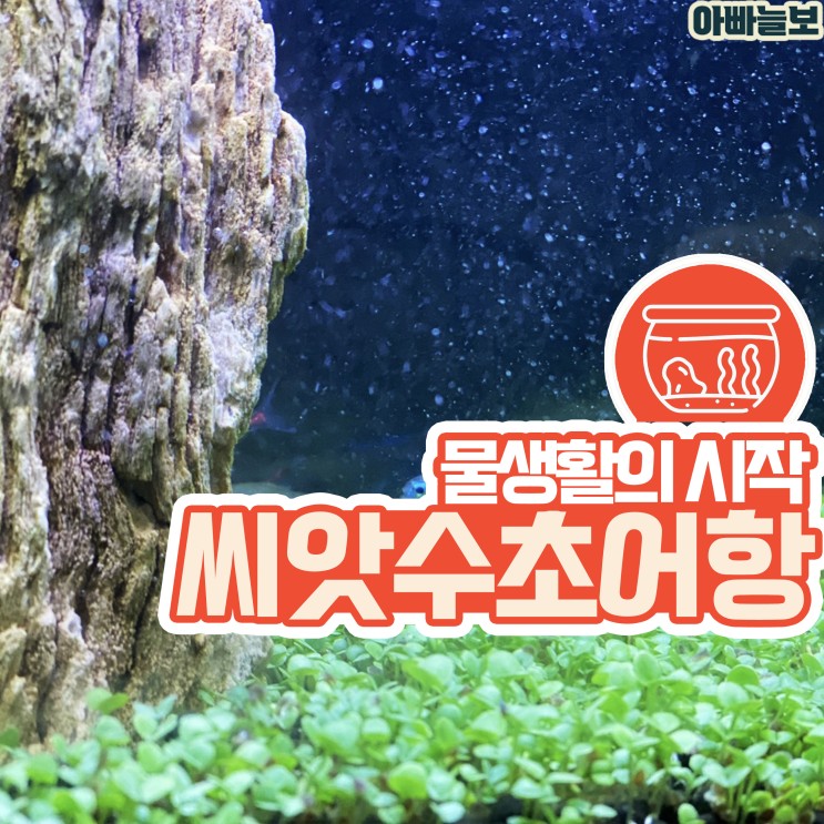 씨앗수초 어항만들기