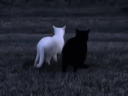 ࿒ 𝄢 𝑺𝒂𝒕𝒆𝒍𝒍𝒊𝒕𝒆