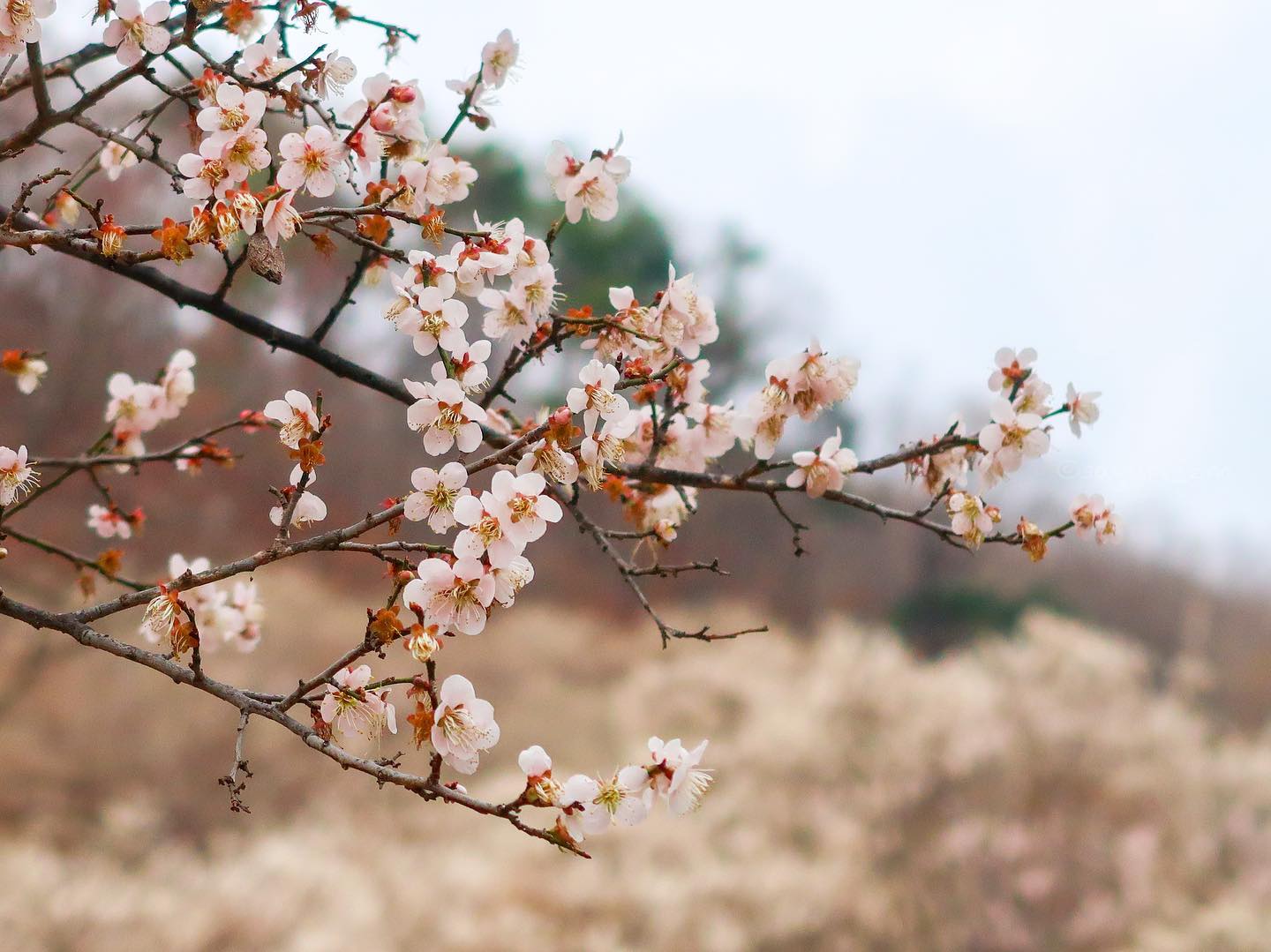 올해 첫 매화🌸

봄이 오는구나.

.