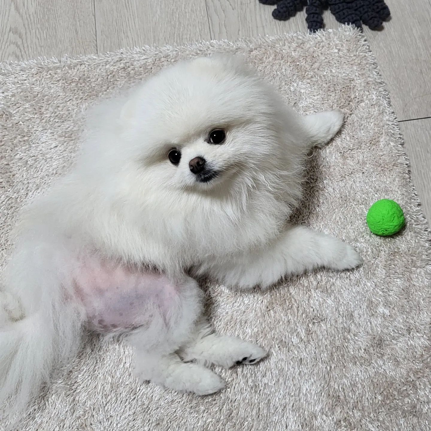ت 

요즘 우리 솜이씨의 최애 공♡
자다 일어나서 공 가지고 오더니 옆에 두고 꼼짝 못하게 한다 😝
공 생겨서 신나닝?????